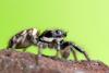 Salticus scenicus